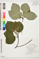 燈台樹藏品圖，第1張