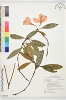 登錄號:S229838藏品圖，第1張