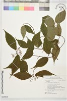 登錄號:S229839藏品圖，第1張