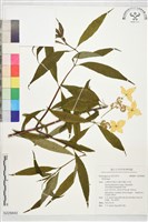 登錄號:S229840藏品圖，第1張