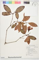 登錄號:S229841藏品圖，第1張