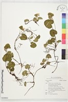 登錄號:S229842藏品圖，第1張