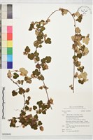登錄號:S229843藏品圖，第1張