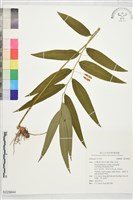 登錄號:S229844藏品圖，第1張