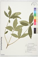登錄號:S229845藏品圖，第1張