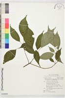 臺灣青莢葉藏品圖，第1張