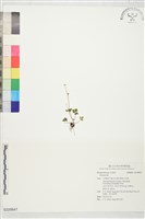 登錄號:S229847藏品圖，第1張