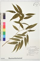 登錄號:S229850藏品圖，第1張