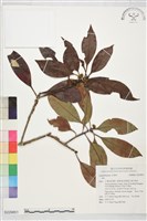 登錄號:S229851藏品圖，第1張