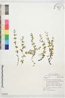 登錄號:S229854藏品圖，第1張