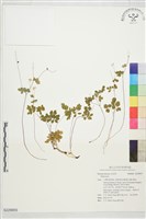登錄號:S229855藏品圖，第1張