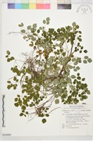 登錄號:S229860藏品圖，第1張