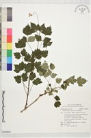 高山鐵線蓮藏品圖，第1張