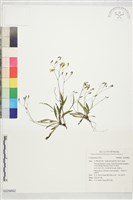登錄號:S229862藏品圖，第1張