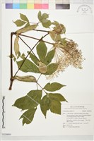 登錄號:S229864藏品圖，第1張