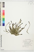 阿里山龍膽藏品圖，第1張