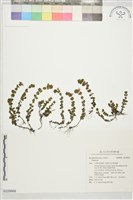 登錄號:S229868藏品圖，第1張