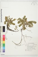 登錄號:S229869藏品圖，第1張