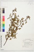 登錄號:S229871藏品圖，第1張