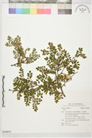 登錄號:S229872藏品圖，第1張