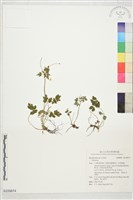 登錄號:S229874藏品圖，第1張