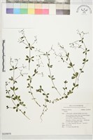 登錄號:S229878藏品圖，第1張