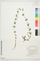 登錄號:S229879藏品圖，第1張