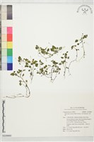 山桔梗藏品圖，第1張