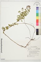 臺灣野薄荷藏品圖，第1張