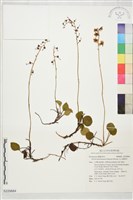 玉山鹿蹄草藏品圖，第1張