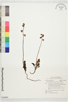 日本鹿蹄草藏品圖，第1張
