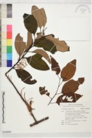 登錄號:S229888藏品圖，第1張