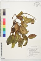 爬森藤藏品圖，第1張