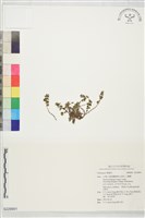 登錄號:S229891藏品圖，第1張