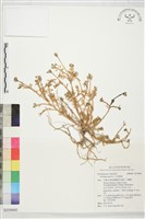 毛馬齒莧藏品圖，第1張