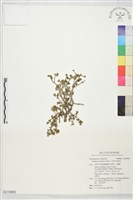 小琉球馬齒莧藏品圖，第1張