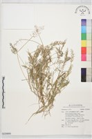 登錄號:S229895藏品圖，第1張