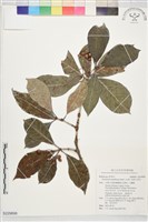 琉球九節木藏品圖，第1張