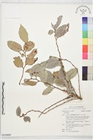 登錄號:S229899藏品圖，第1張