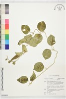 蘭嶼鷗蔓藏品圖，第1張