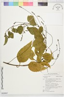 登錄號:S229907藏品圖，第1張