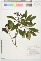 登錄號:S229910藏品圖，第1張