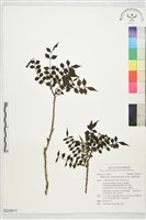 翼柄花椒藏品圖，第1張