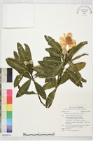 大頭茶藏品圖，第1張