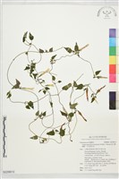 高山雙蝴蝶、呂宋肺形草藏品圖，第1張