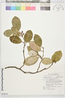 菲律賓胡頹子藏品圖，第1張