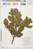 蘭嶼樹蘭藏品圖，第1張