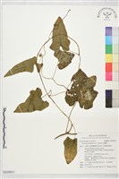 吊鐘藤藏品圖，第1張