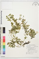 臺灣黃菫藏品圖，第1張
