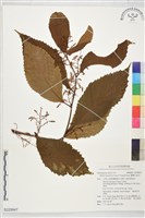 蘭嶼山桂花藏品圖，第1張